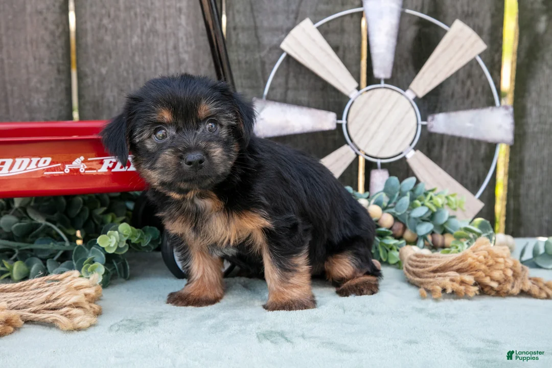 Yorkshire Terrier dogs for sale: Cinnamon - Ad 6