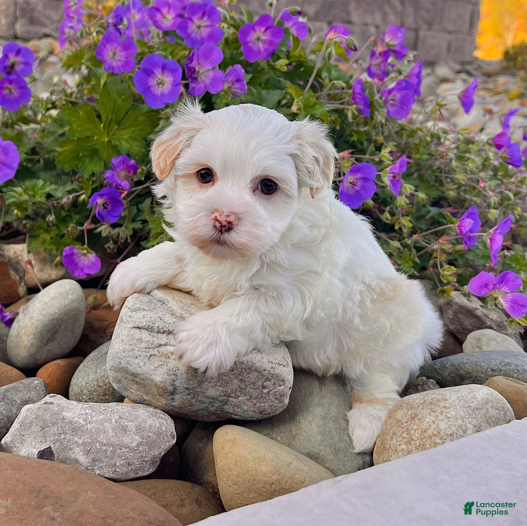 Havanese dogs for sale: Dixie - Ad 3