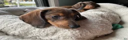 Miniature Dachshund dogs for sale: Duckie - Ad 1