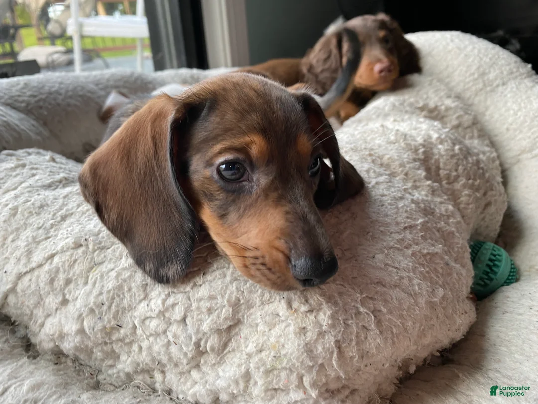 Miniature Dachshund dogs for sale: Duckie - Ad 1