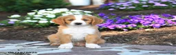 Mini Bernedoodle dogs for sale: Ping - Ad 5