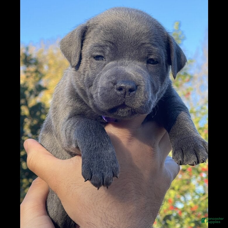 French Bulldog dogs French Bulldog Puppy 2 - Ad 40