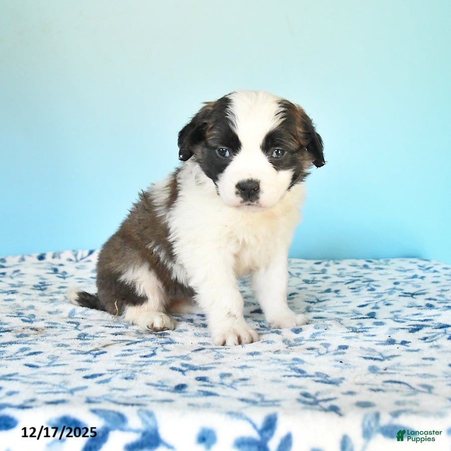 Saint Bernard dogs Crystal - Ad 29