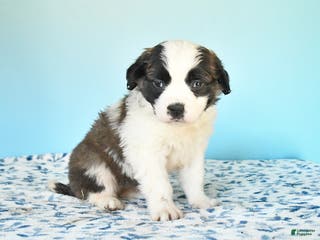 Saint Bernard dogs Crystal - Ad 20