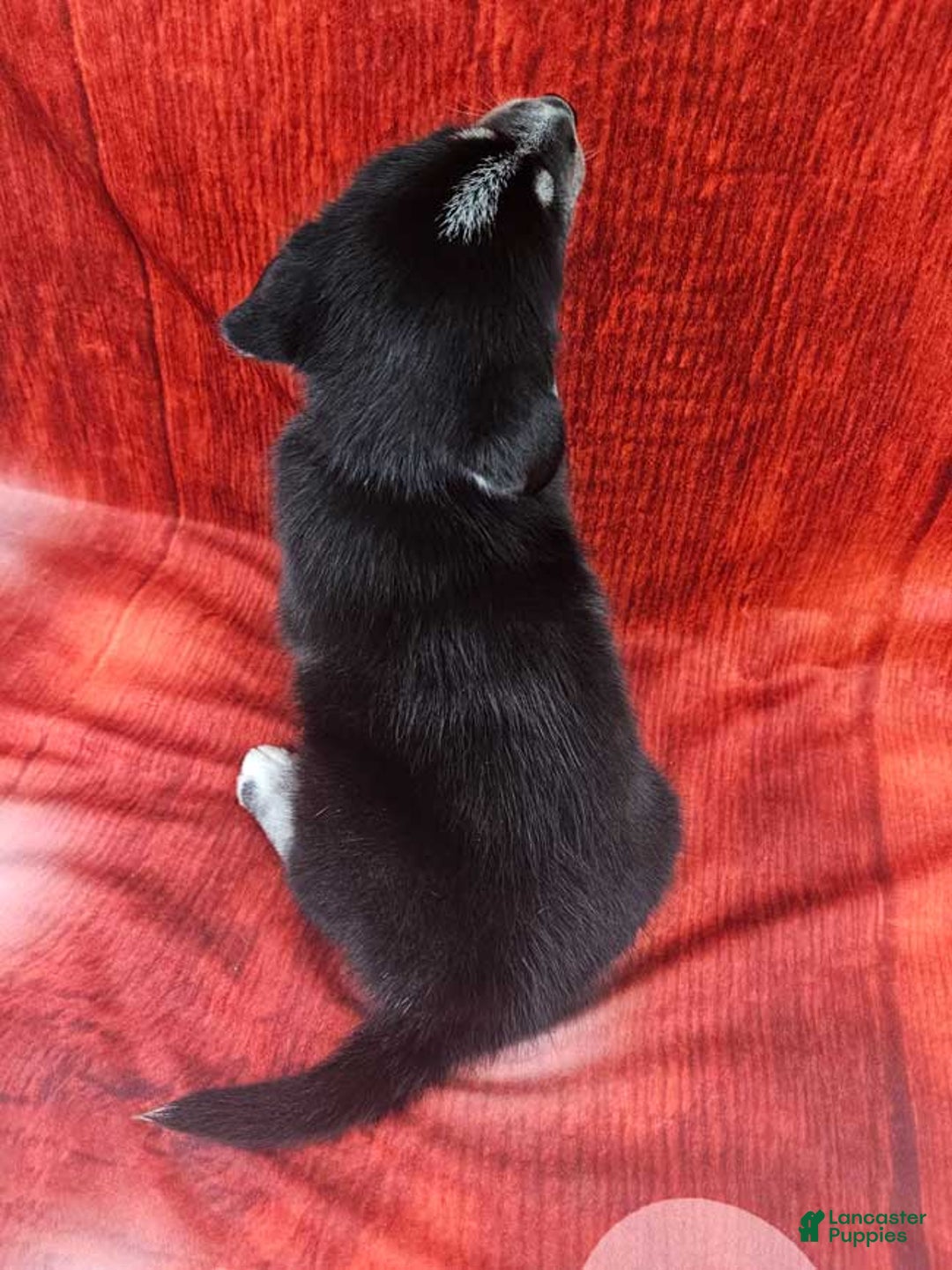 Goberian dogs for sale: Alfie - Ad 4