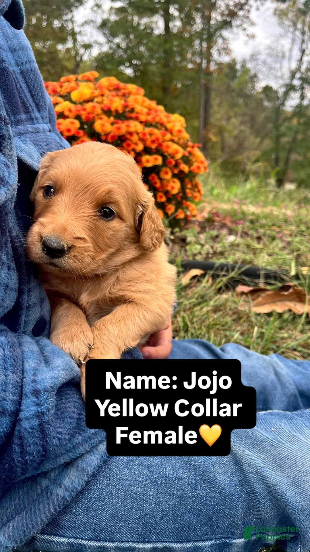 Golden Retriever dogs for sale: Golden Retriever JOJO - Ad 2