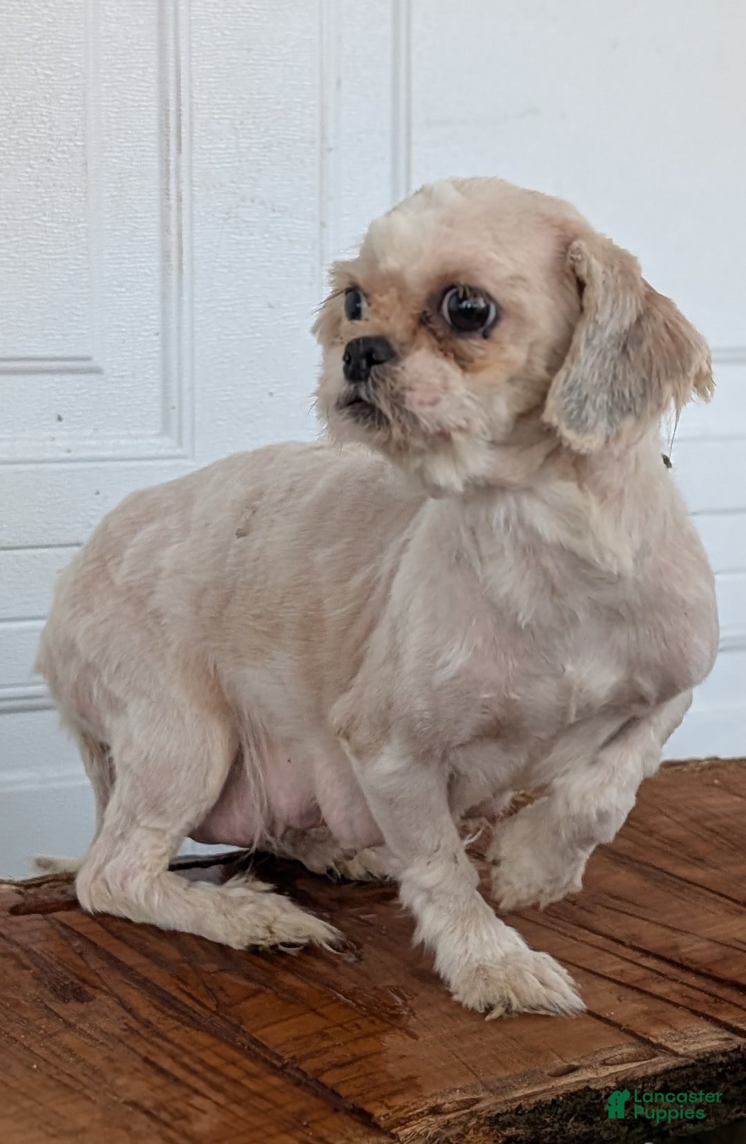 Shih Tzu dogs for sale: Bandit - Ad 10