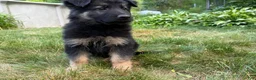 German Shepherd dogs for sale: Milo  - Ad 1