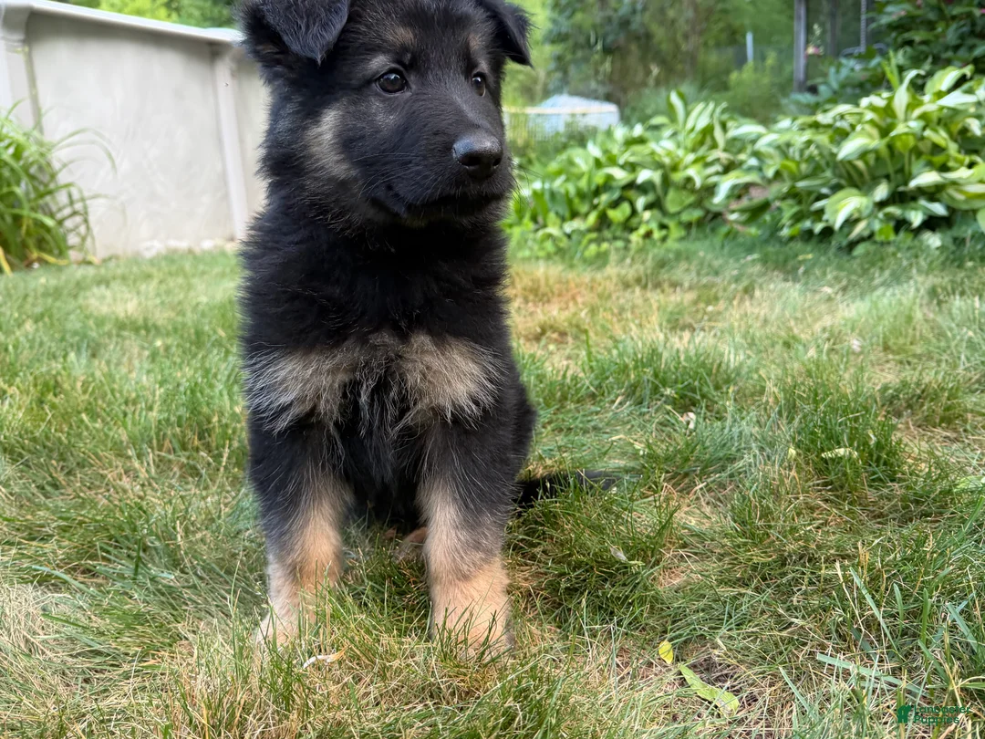 German Shepherd dogs for sale: Milo  - Ad 1