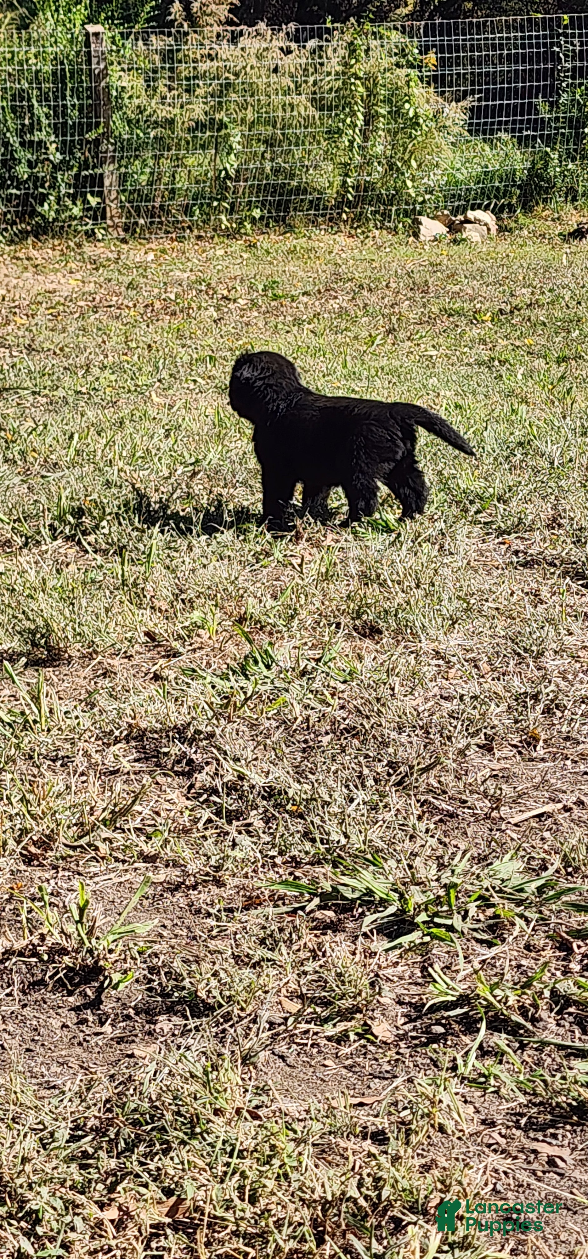 Newfoundland dogs for sale: Red - Ad 2