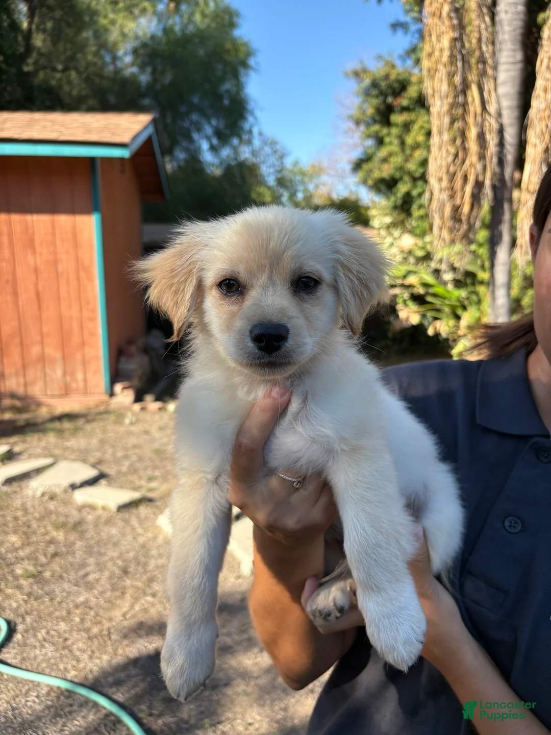 Maltipoo dogs for sale: Maltipoo 1 - Ad 1