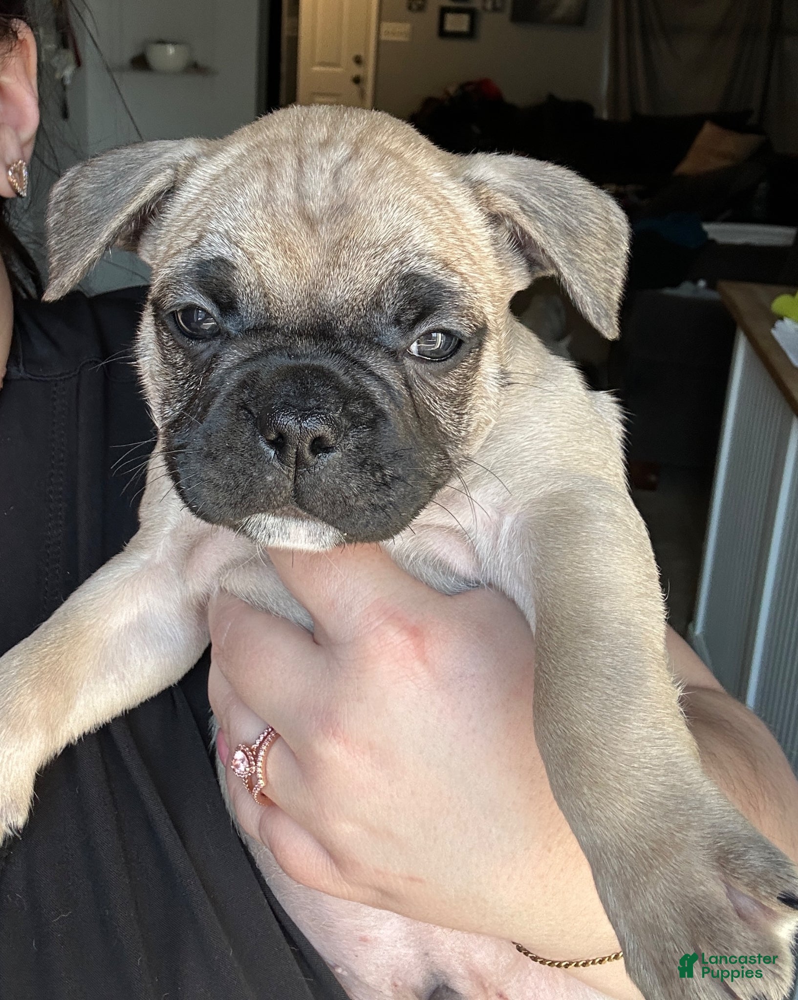 French Bulldog dogs Murphy - Red collar - Ad 1