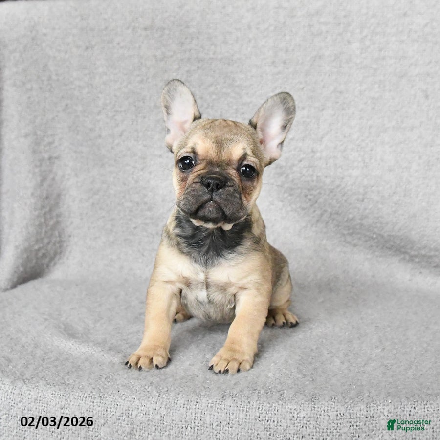 French Bulldog dogs Haylee - Ad 21