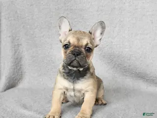 French Bulldog dogs Haylee - Ad 21