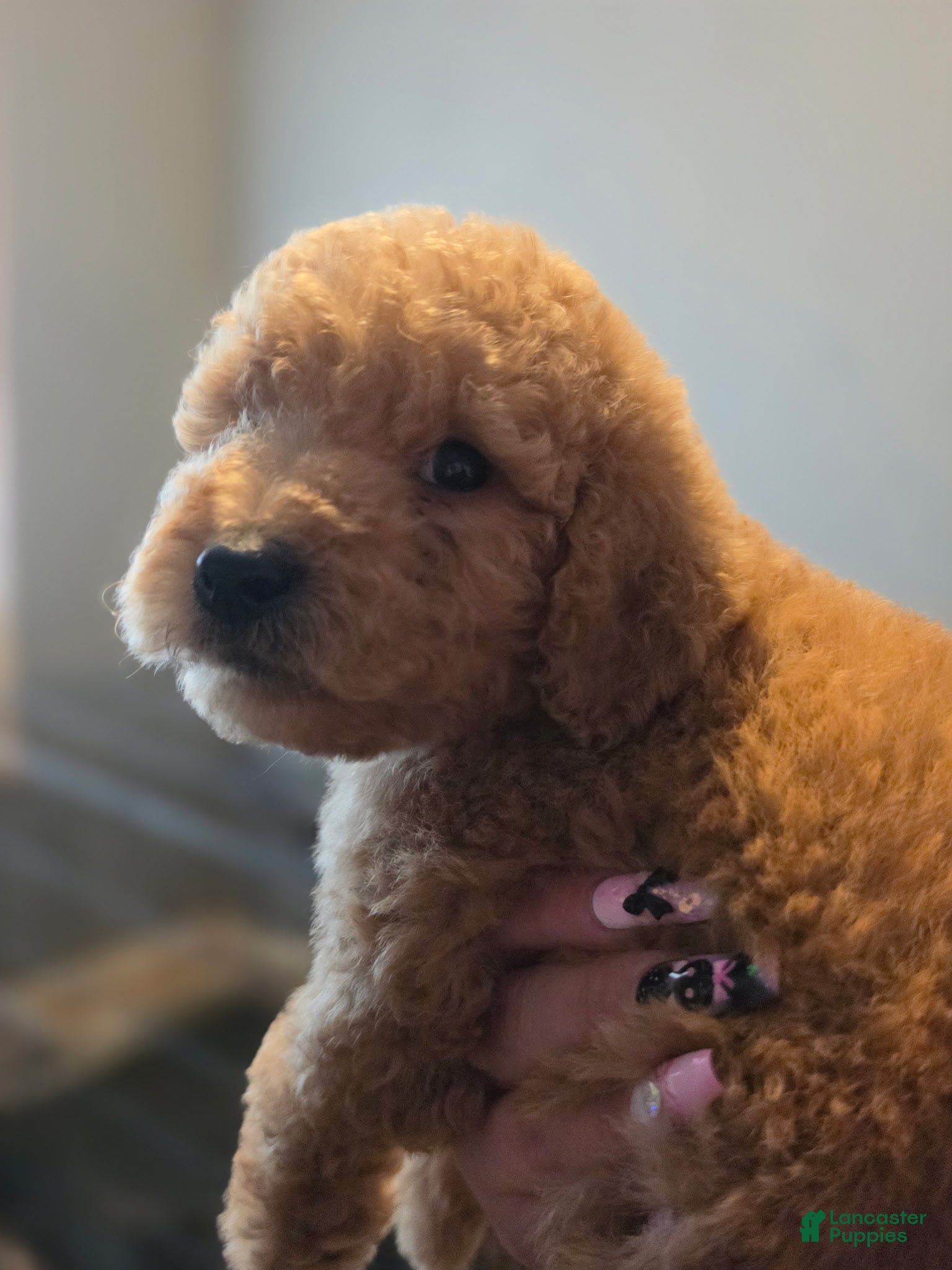Goldendoodle dogs Goldendoodle 1 - Ad 23