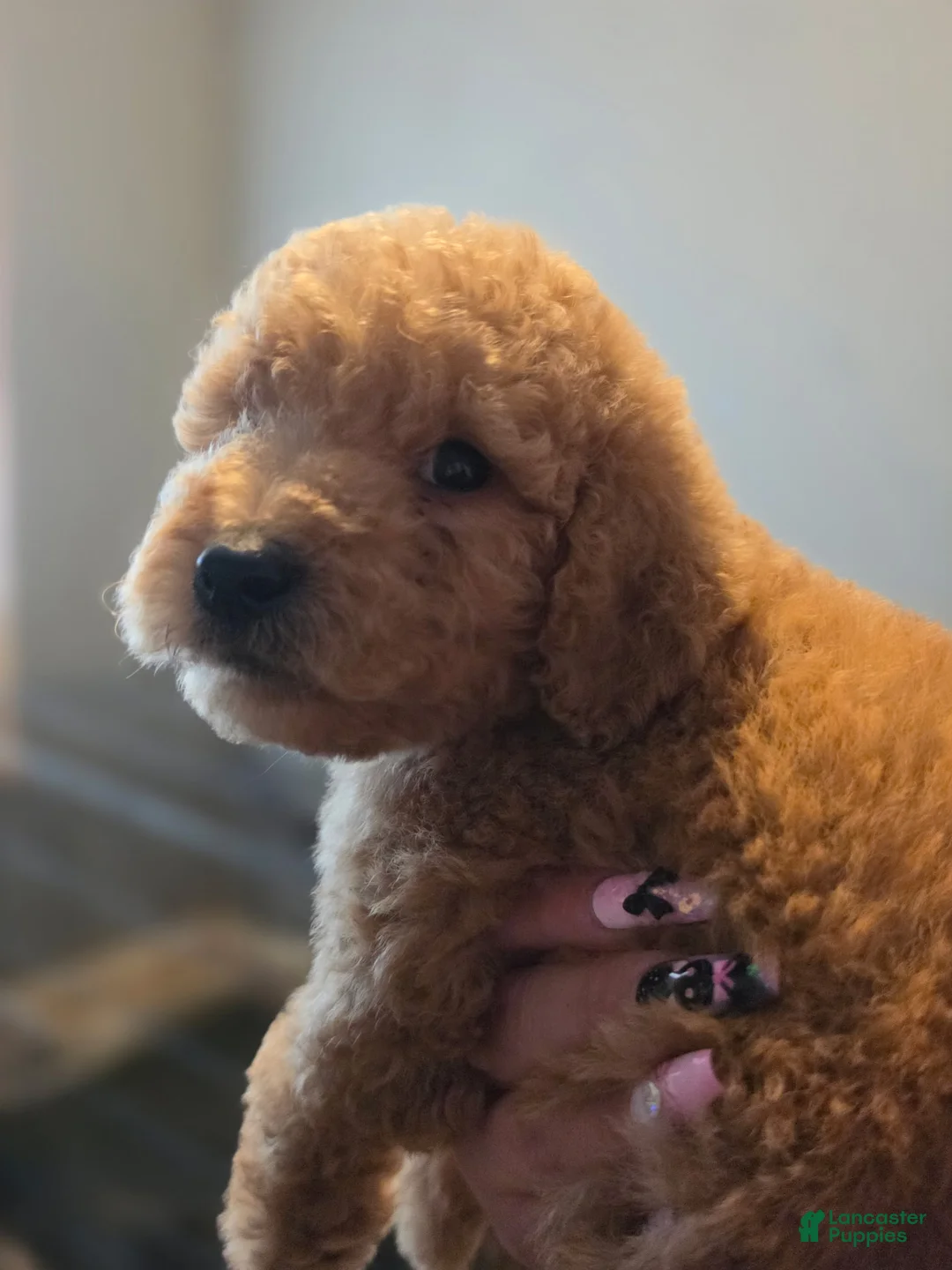 Goldendoodle dogs for sale: Goldendoodle 1 - Ad 1