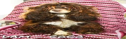 Cockapoo dogs for sale: Ellie - Ad 10