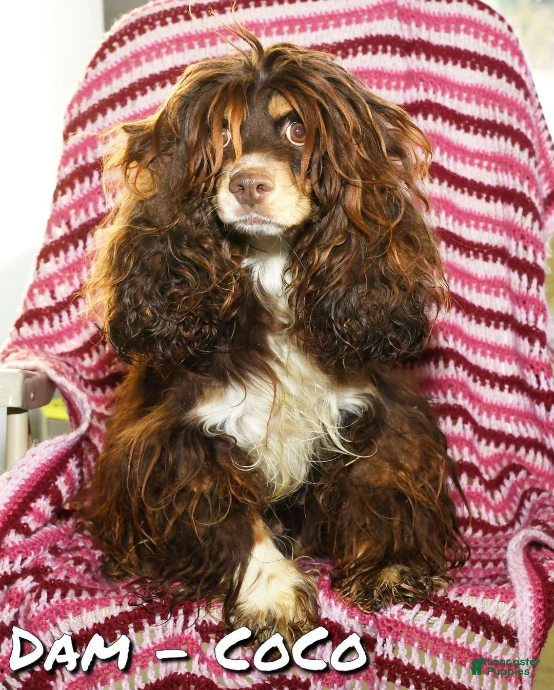 Cockapoo dogs for sale: Ellie - Ad 10
