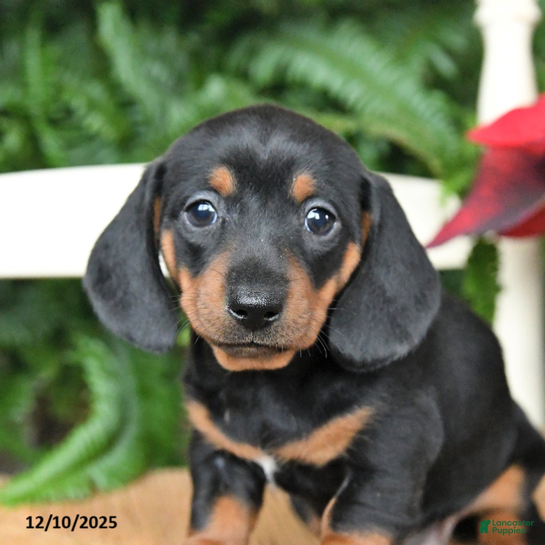 Miniature Dachshund dogs for sale: Dancer - Ad 3