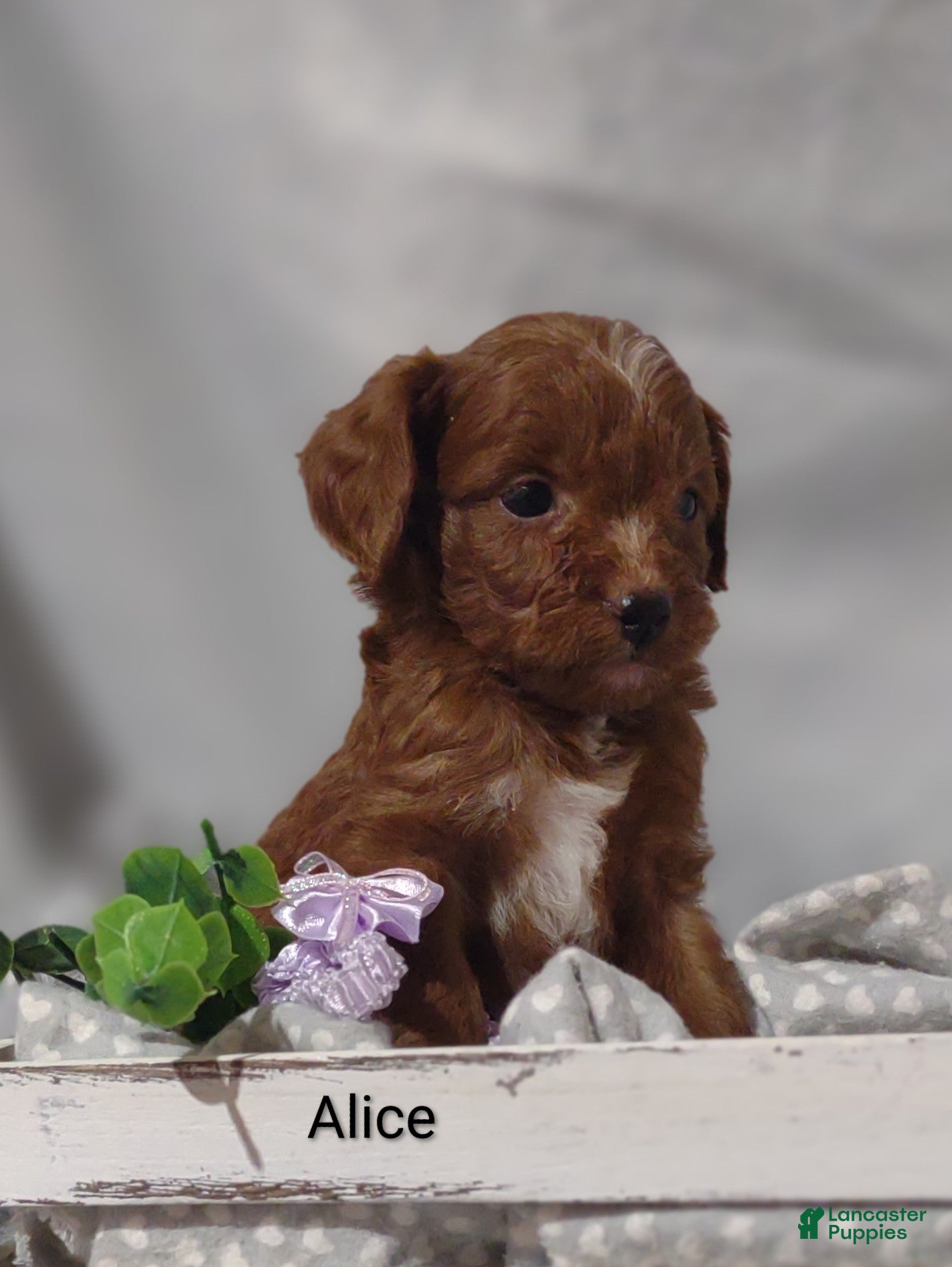 Cavapoo dogs Alice - Ad 1