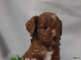 Cavapoo dogs for sale: Alice - Ad 2