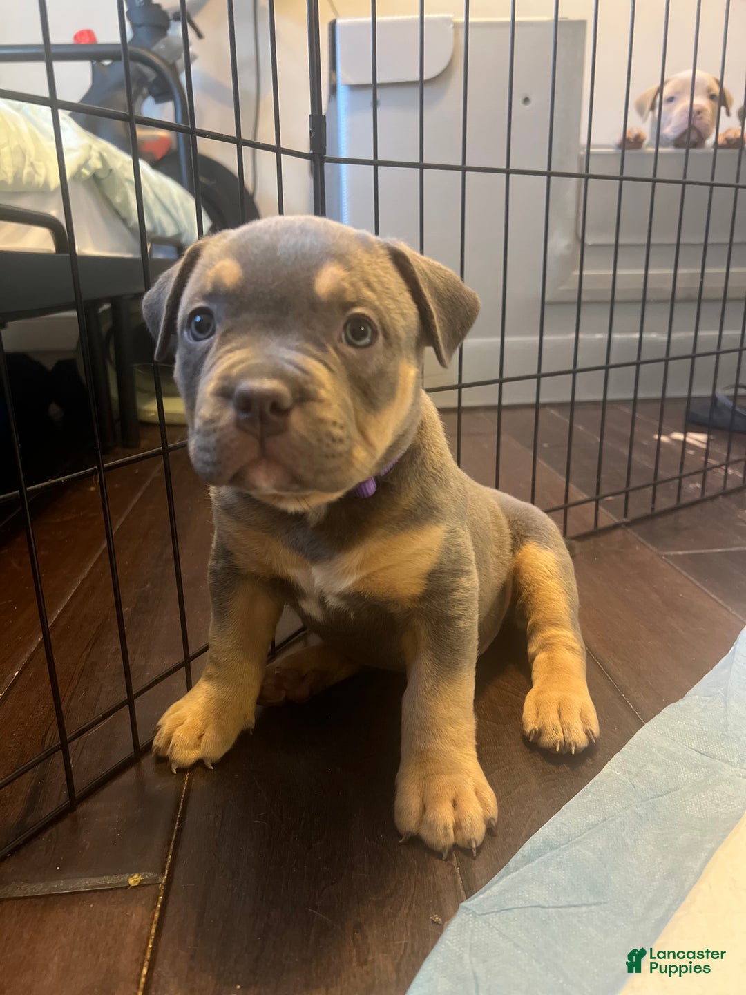 American Bully dogs for sale: Hazel - Ad 4