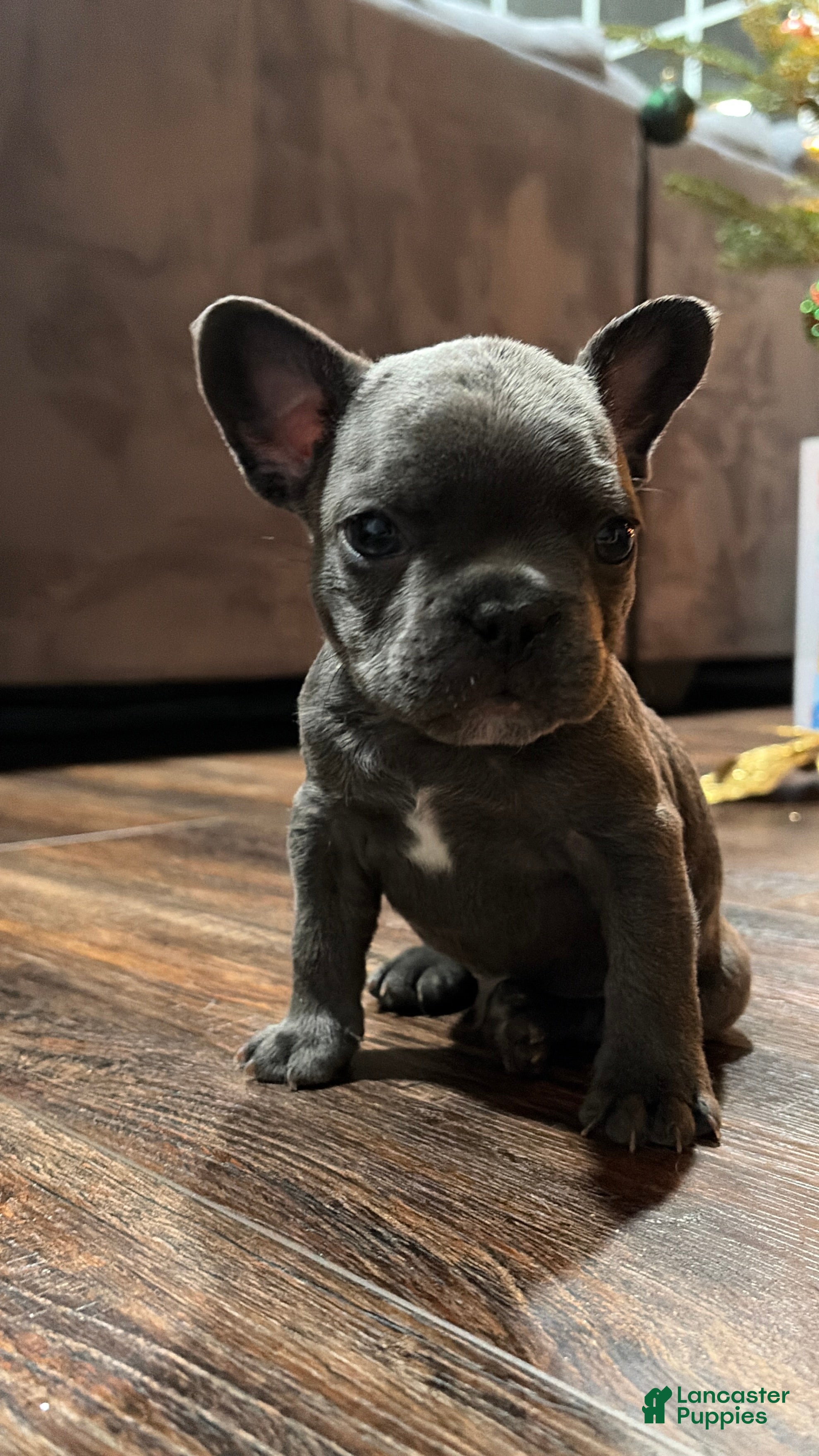 French Bulldog dogs Stone - Ad 17