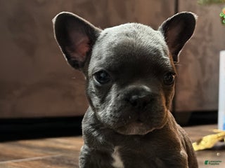 French Bulldog dogs Stone - Ad 6