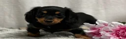 Miniature Dachshund dogs for sale: Spunky - Ad 4