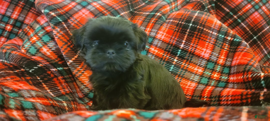 Shih Tzu dogs for sale: CHARLIE, Shih Tzu, Male, 10 weeks, AKC Champion Blood Line - Ad 6