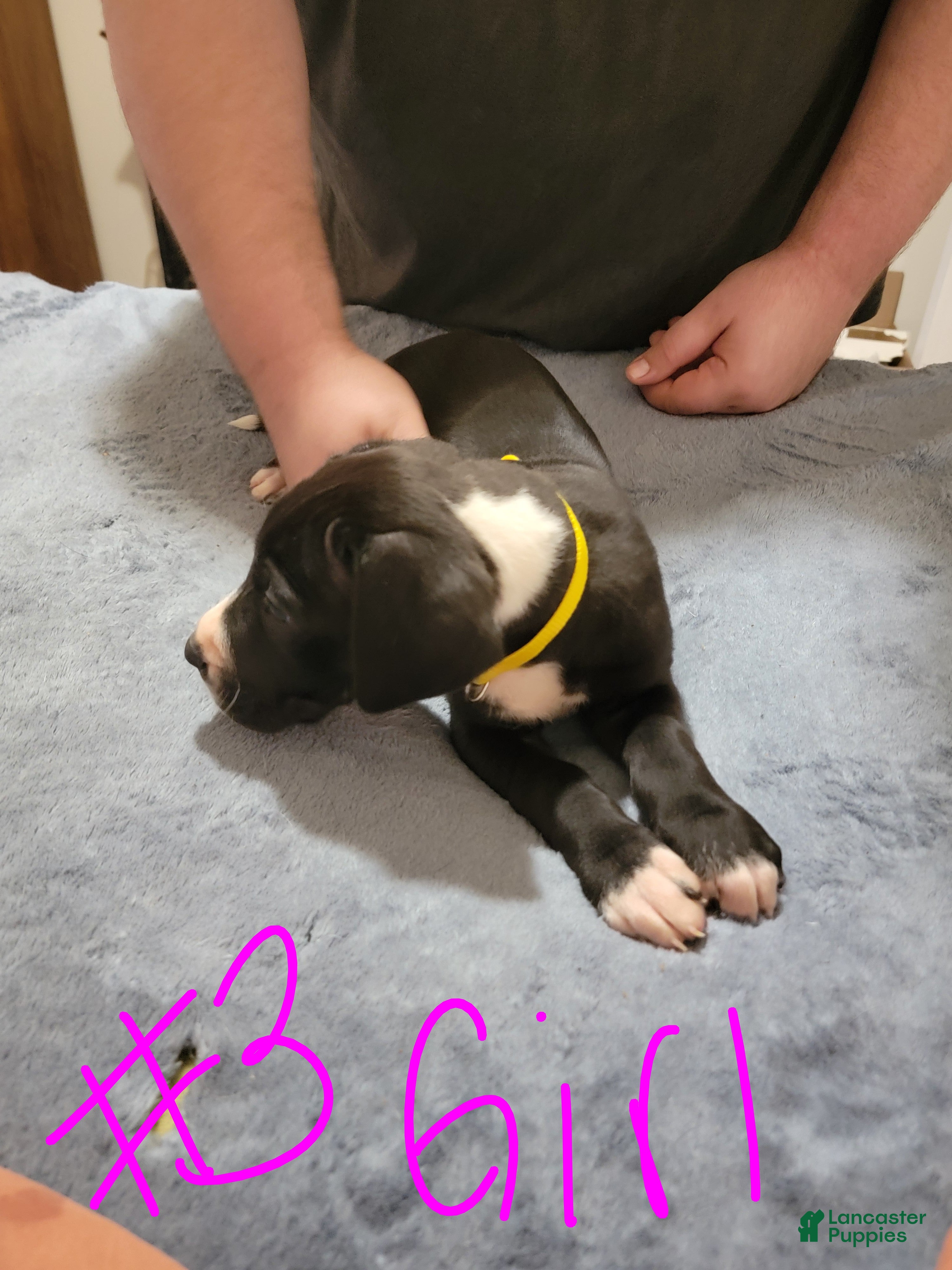 Great Dane dogs Great Dane Puppy 7 - Ad 19