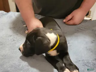 Great Dane dogs Great Dane Puppy 7 - Ad 19