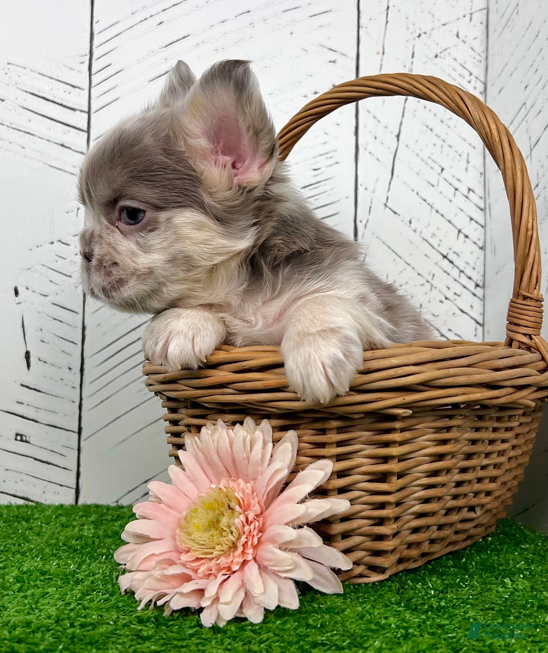 French Bulldog dogs for sale: Charlotte - Ad 2