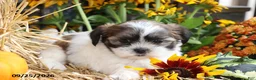 Shih Tzu dogs for sale: Pumpkin - Ad 3