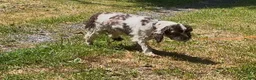 Cocker Spaniel dogs for sale: Cocker Spaniel Puppy 1 - Ad 14