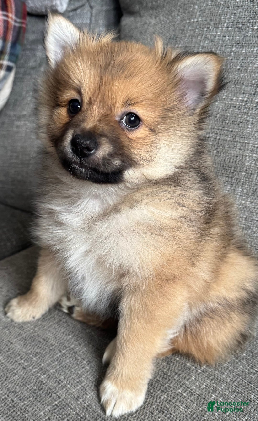 Pomeranian dogs for sale: Gus - Ad 1