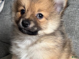 Pomeranian dogs Gus - Ad 6