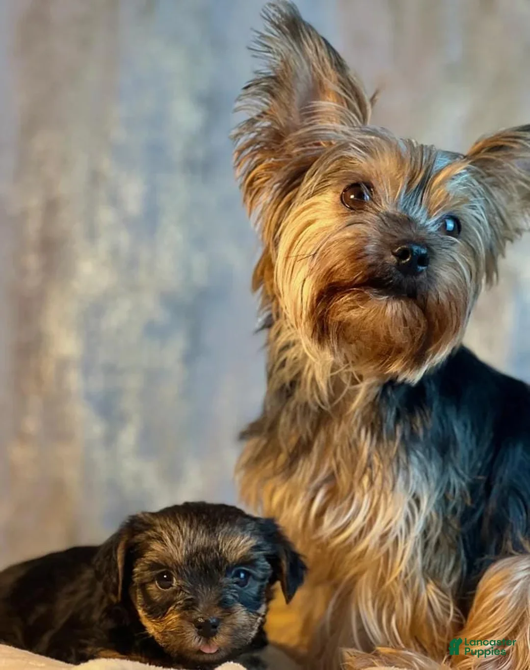 Yorkshire Terrier dogs for sale: Mora - Ad 2
