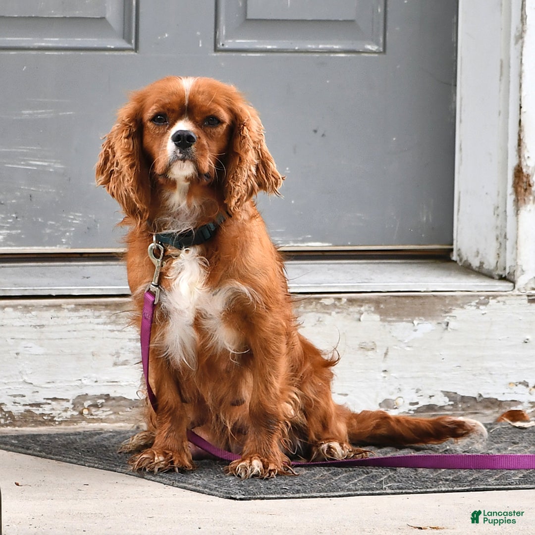 Cavalier King Charles Spaniel dogs for sale: Alex - Ad 6