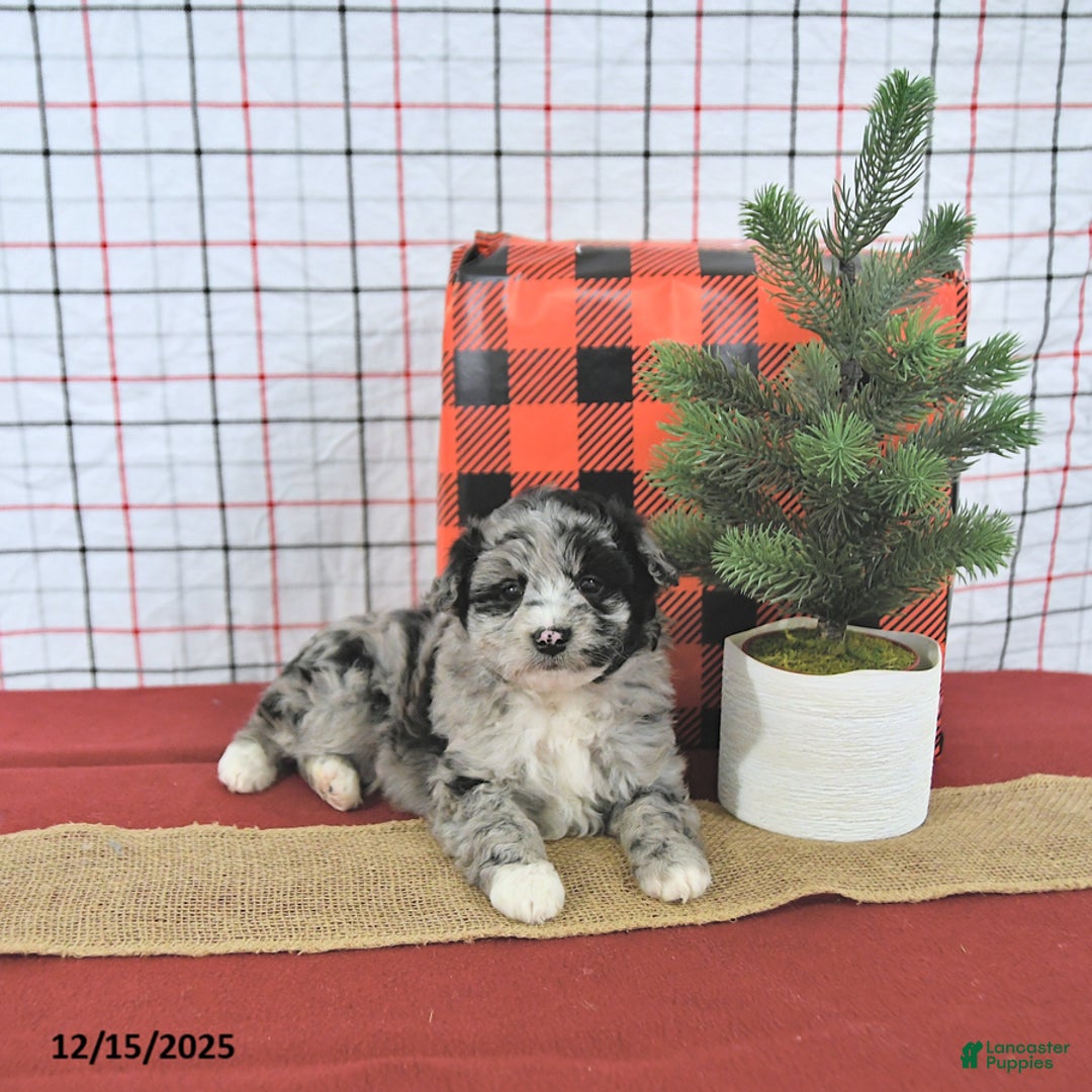 Mini Aussiedoodle dogs for sale: Santa EXTRA SMALL - Ad 4