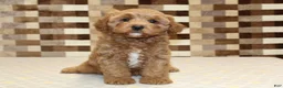 Cavapoo dogs for sale: Diego - Ad 3