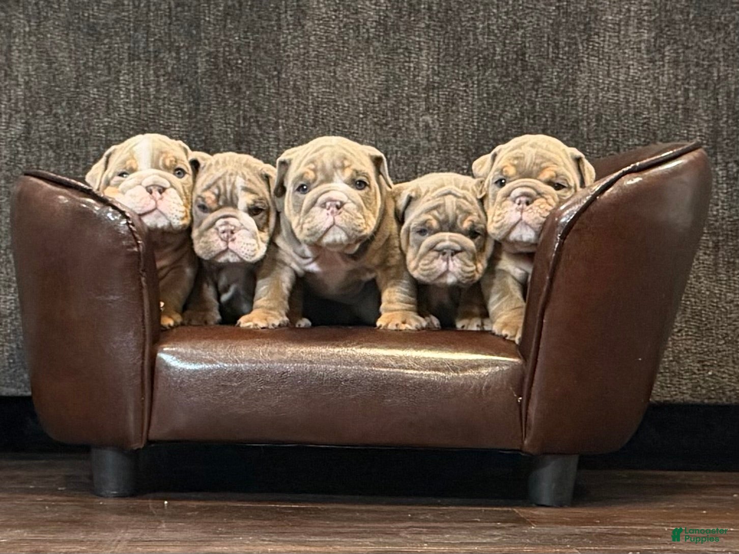 English Bulldog dogs English Bulldog Puppy 1 - Ad 11