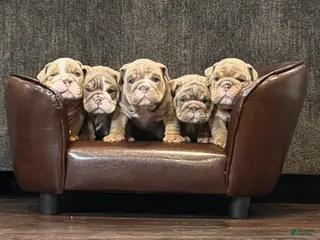 English Bulldog dogs English Bulldog Puppy 1 - Ad 11