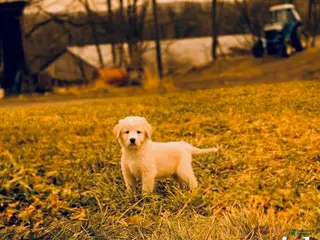 Mixed Breed dogs Honey - Ad 19