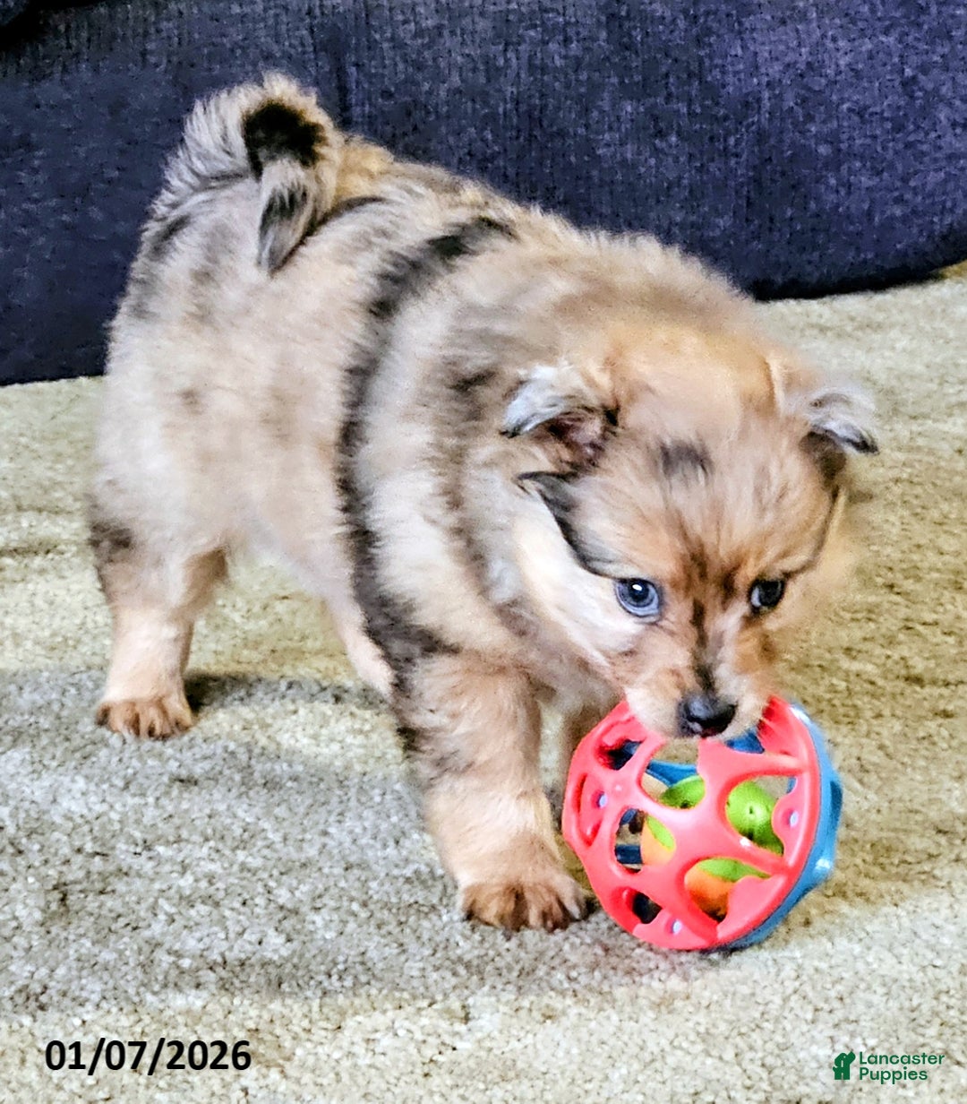 Pomeranian dogs for sale: Gracie - Ad 1