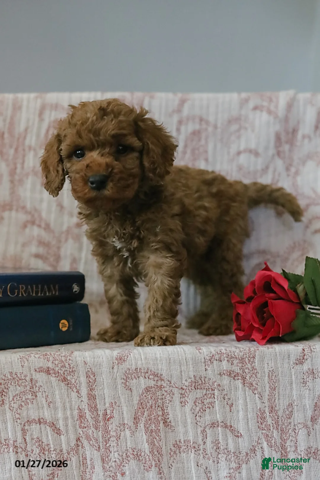 Cockapoo dogs for sale: Jason - Ad 6