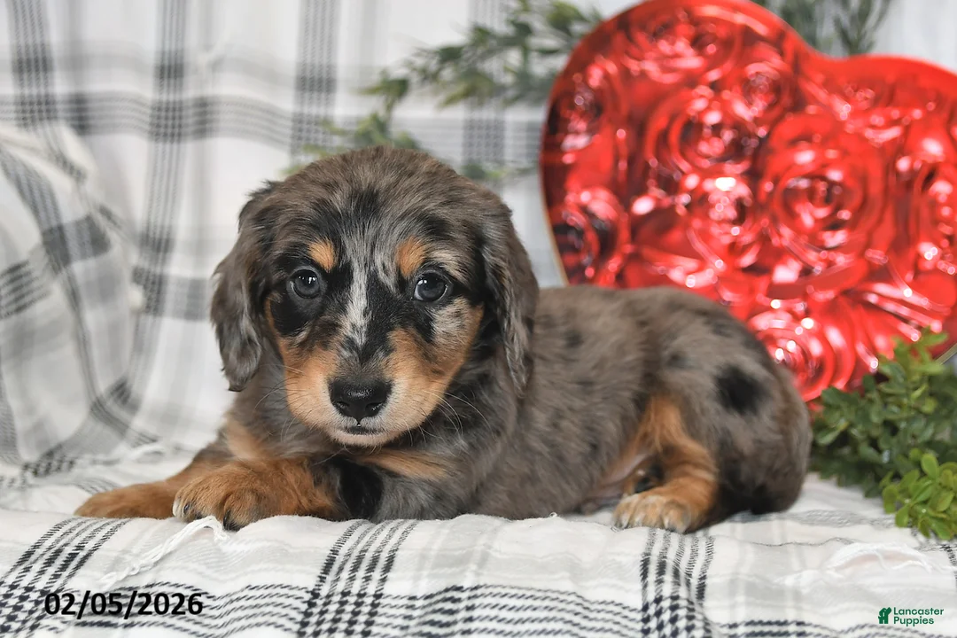 Miniature Dachshund dogs for sale: Cookie - Ad 4