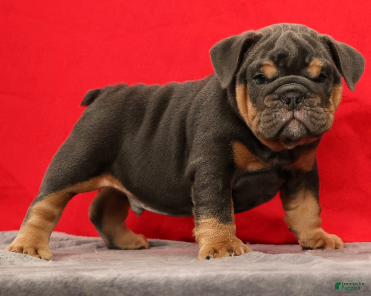 English Bulldog dogs Tinker - Ad 2