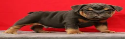 English Bulldog dogs for sale: Tinker - Ad 2