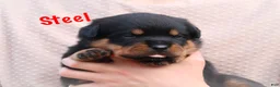 Rottweiler dogs for sale: Steel w a Long Tail  - Ad 5